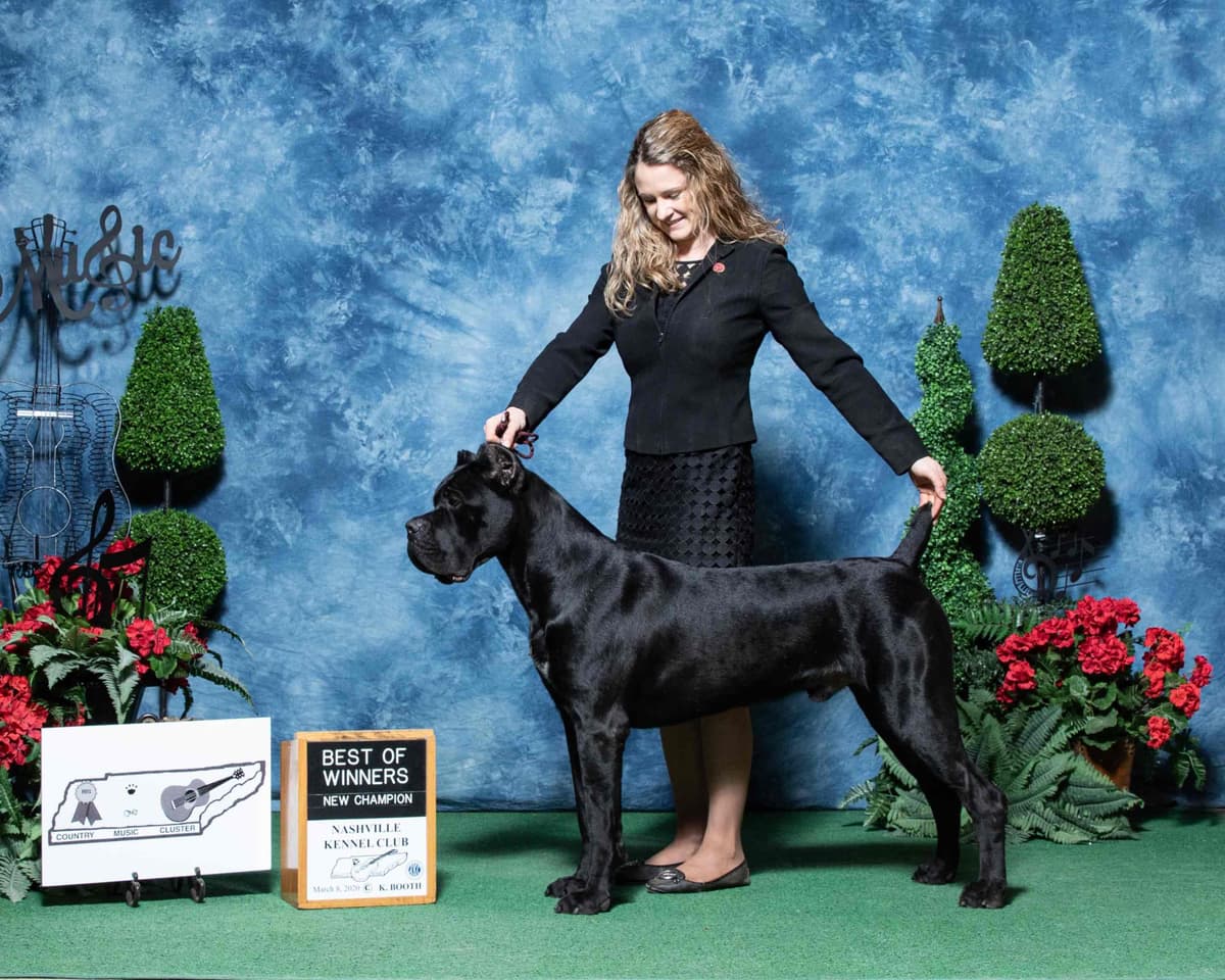 Cane Corso Puppies! breeder image 5