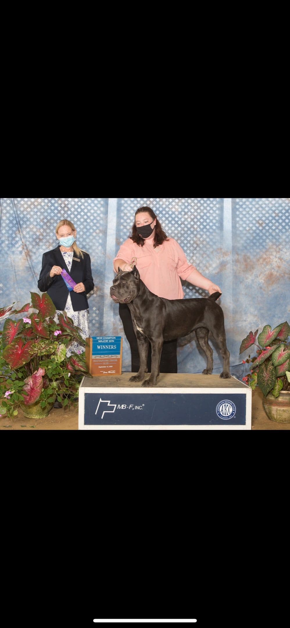 Cane Corso Puppies! breeder image 6