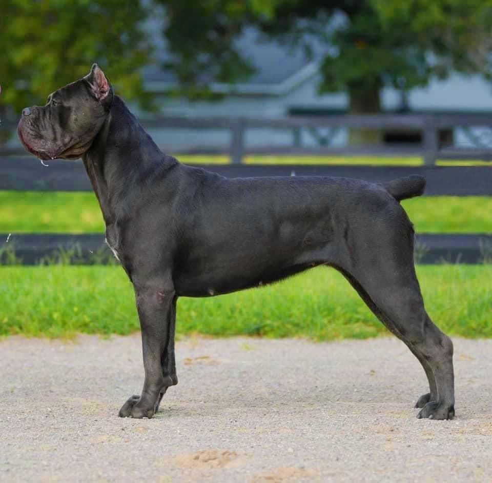Cane Corso Puppies! breeder image 1