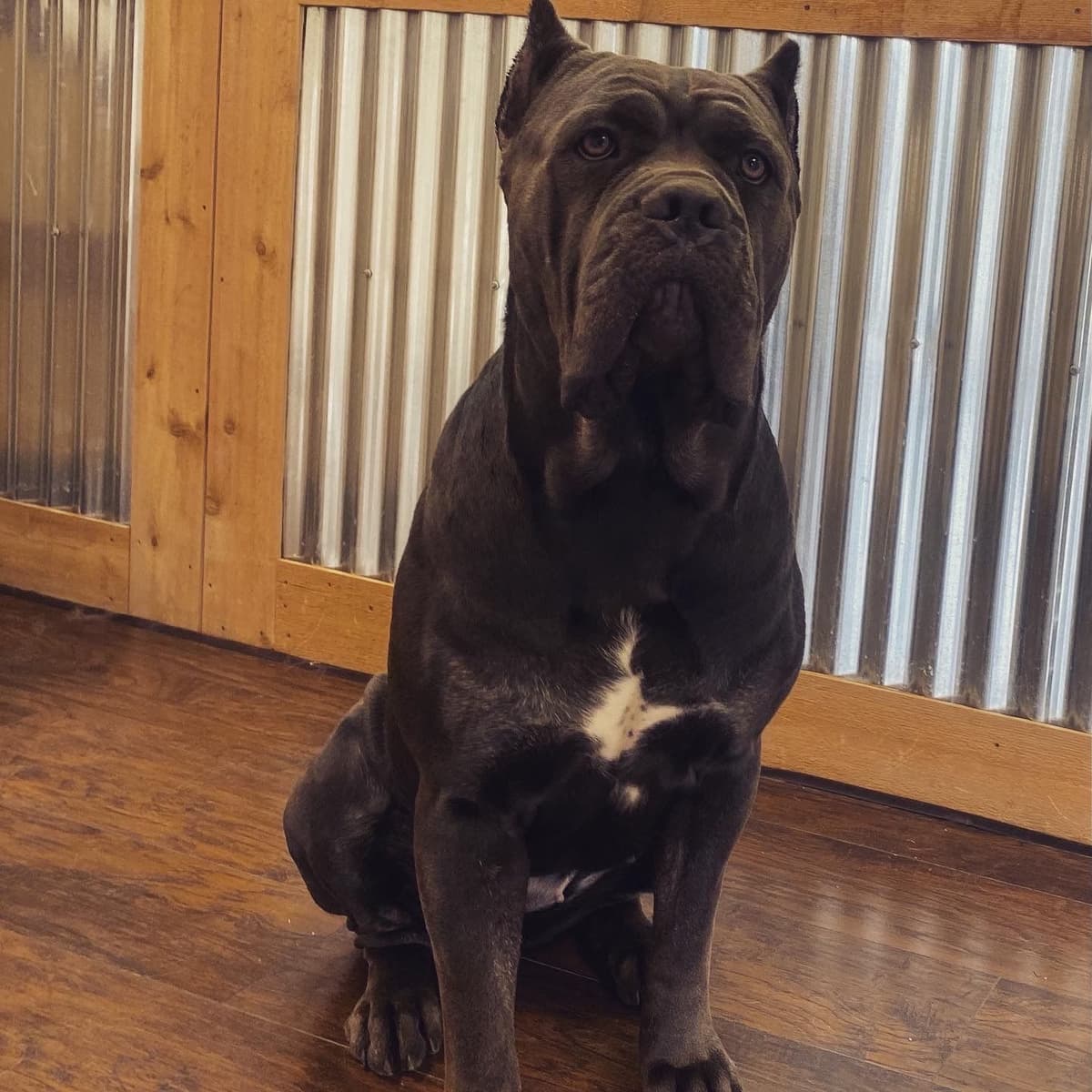 Cane Corso Puppies! breeder image 7