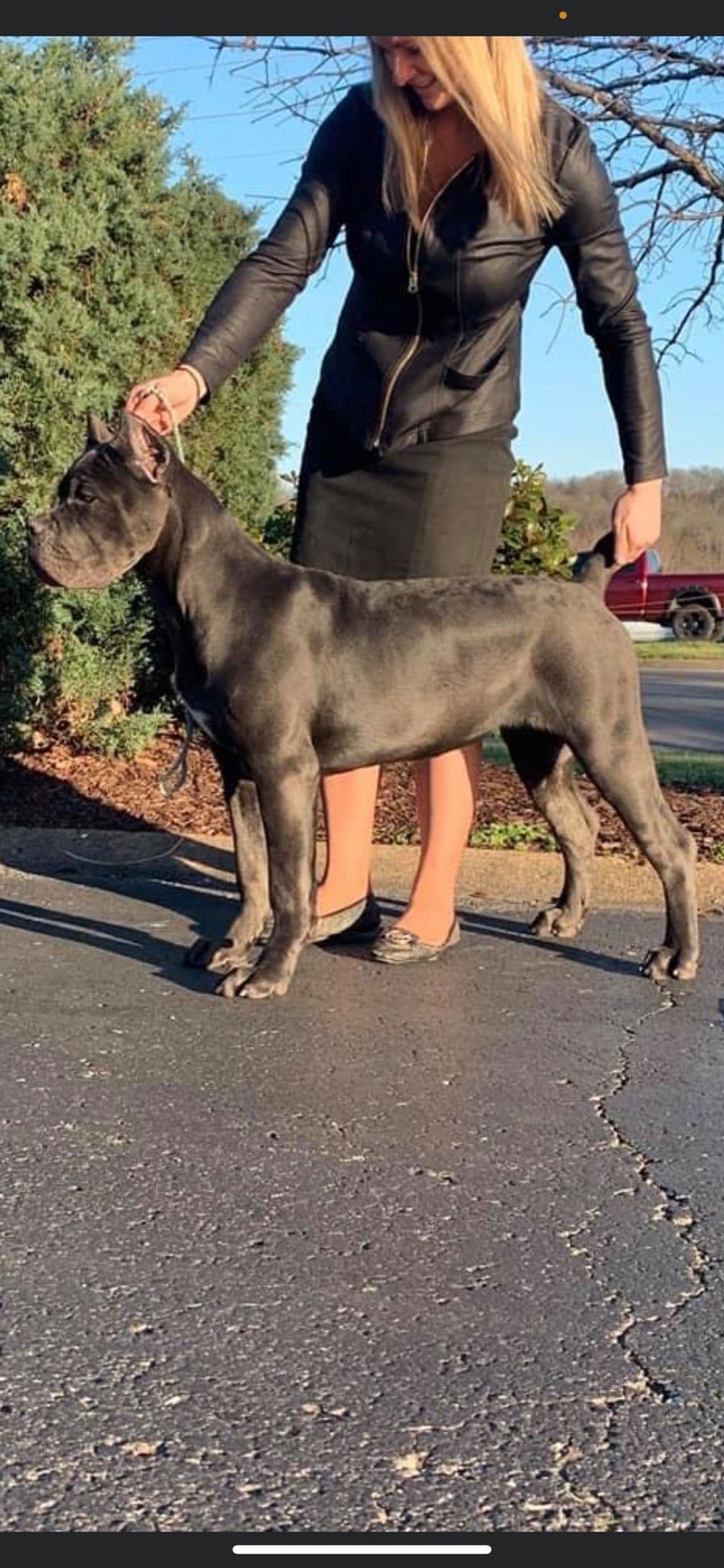 Cane Corso Puppies! breeder image 8