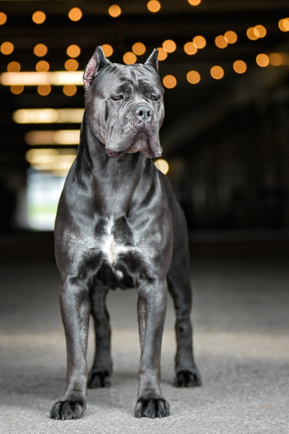 Cane Corso Puppies! breeder image 10