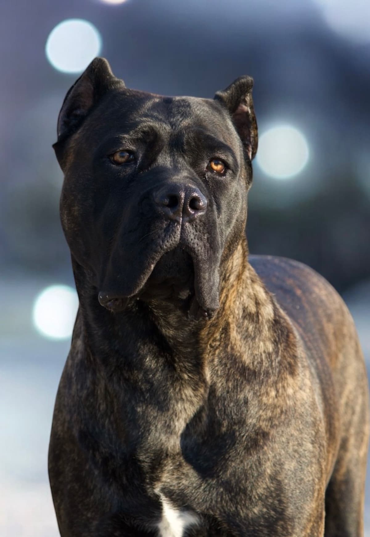 Cane Corso Puppies! breeder image 13