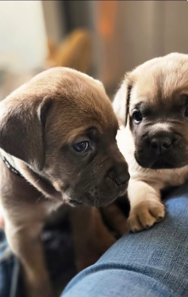 Cane Corso Puppies! media 2