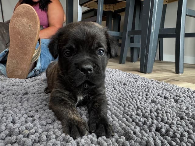 Cane Corso Puppies! media 3