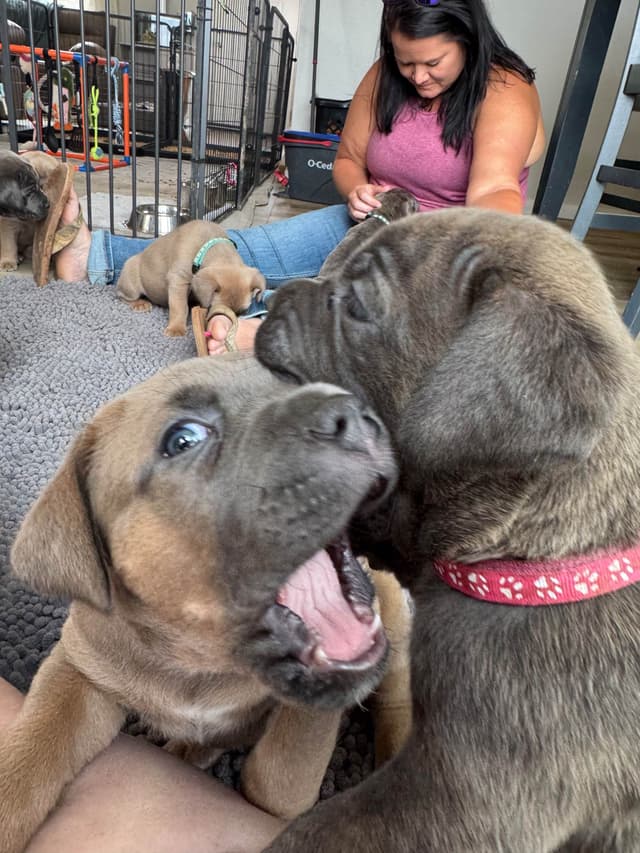 Cane Corso Puppies! media 5