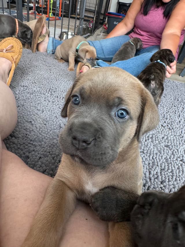 Cane Corso Puppies! media 6