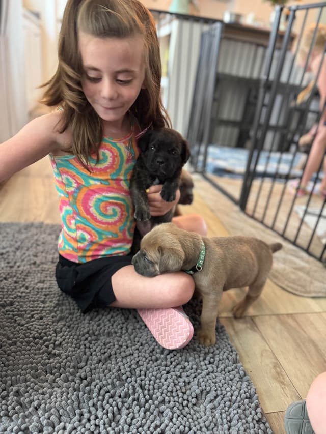 Cane Corso Puppies! media 7