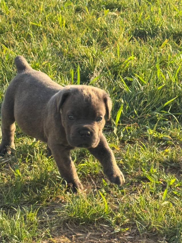 Cane Corso Puppies! media 9