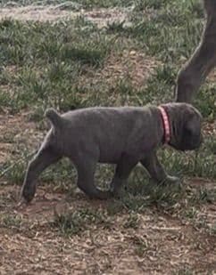 Cane Corso Puppies! media 10
