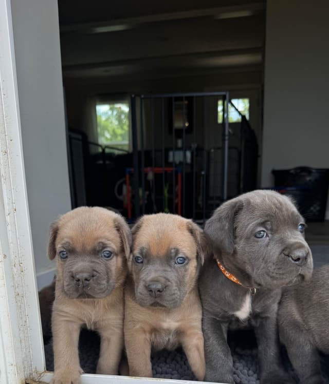 Cane Corso Puppies! media 11