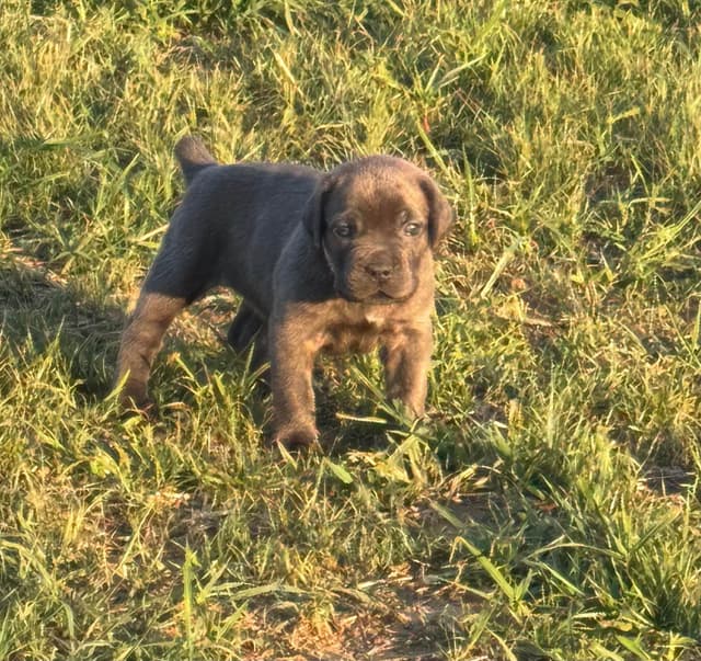 Cane Corso Puppies! media 12
