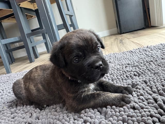 Cane Corso Puppies! media 15
