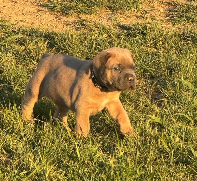 Cane Corso Puppies! media 14