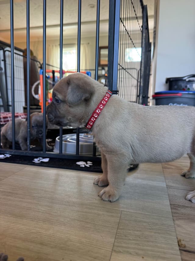 Cane Corso Puppies! media 16