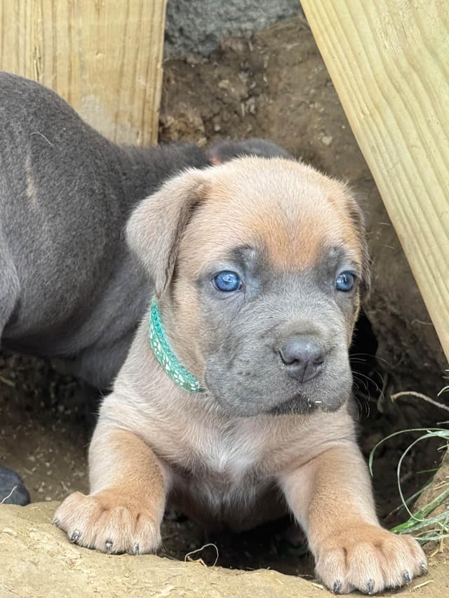 Cane Corso Puppies! media 17
