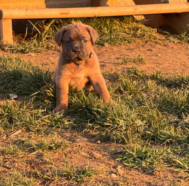 Cane Corso Puppies! media 19