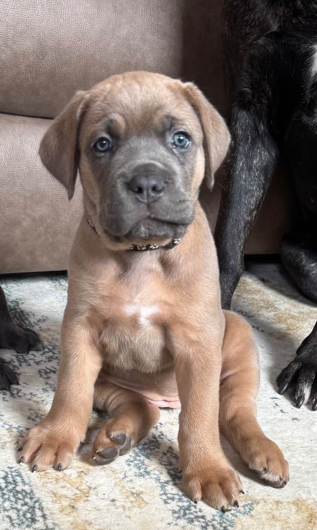 Cane Corso Puppies! media 21