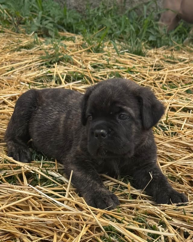 Cane Corso Puppies! media 22