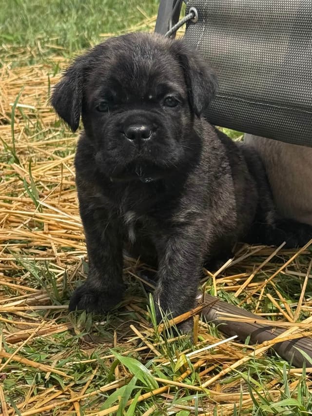 Cane Corso Puppies! media 23