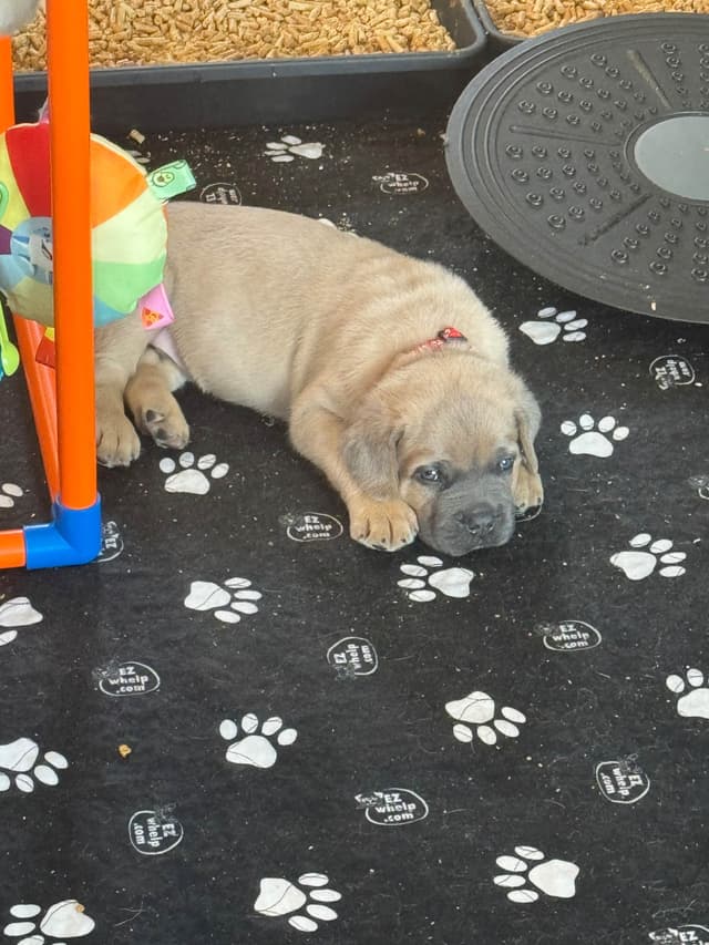 Cane Corso Puppies! media 27