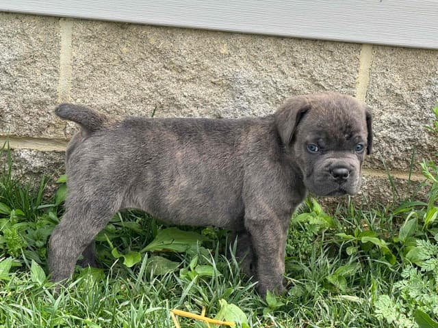 Cane Corso Puppies! media 24