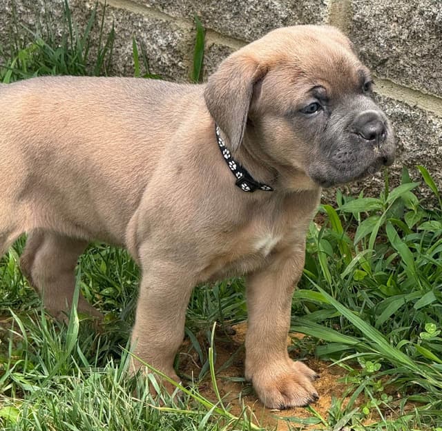Cane Corso Puppies! media 26
