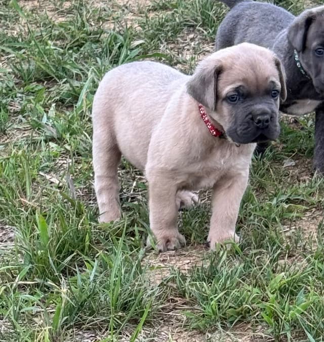 Cane Corso Puppies! media 25