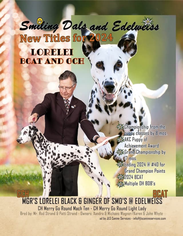 Dalmatian Puppies media 3
