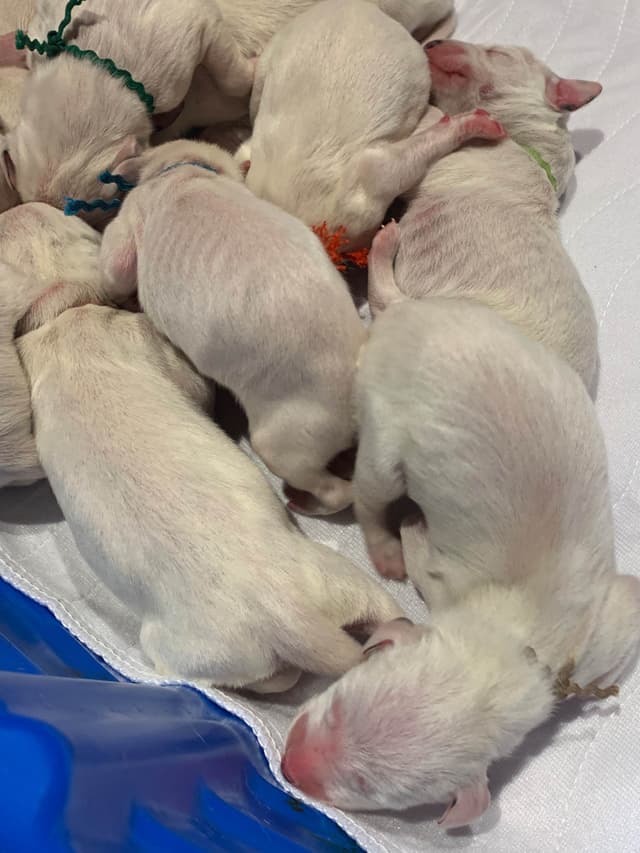 Dalmatian Puppies media 4