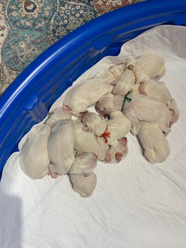 Dalmatian Puppies media 5
