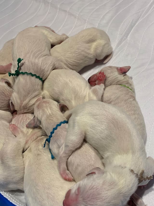 Dalmatian Puppies media 6