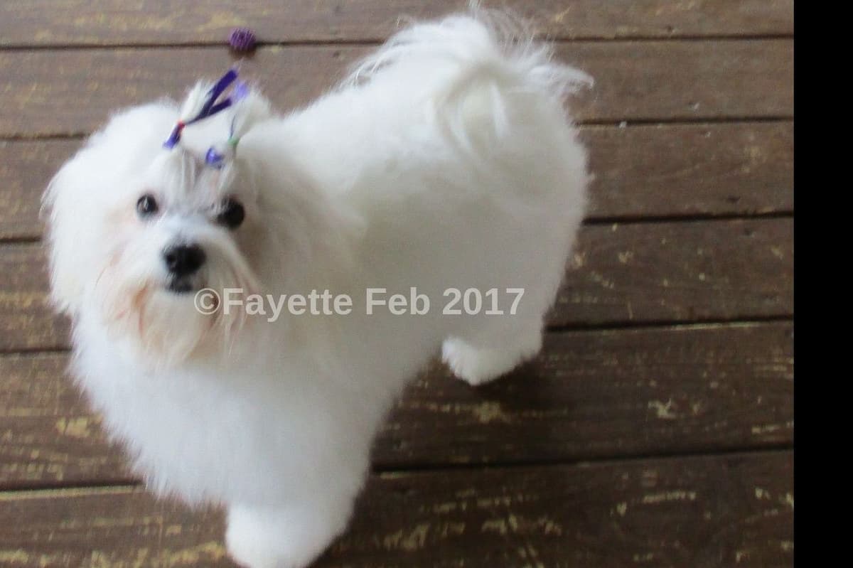 Coton de Tulear Puppies Grand Champion Parents breeder image 7