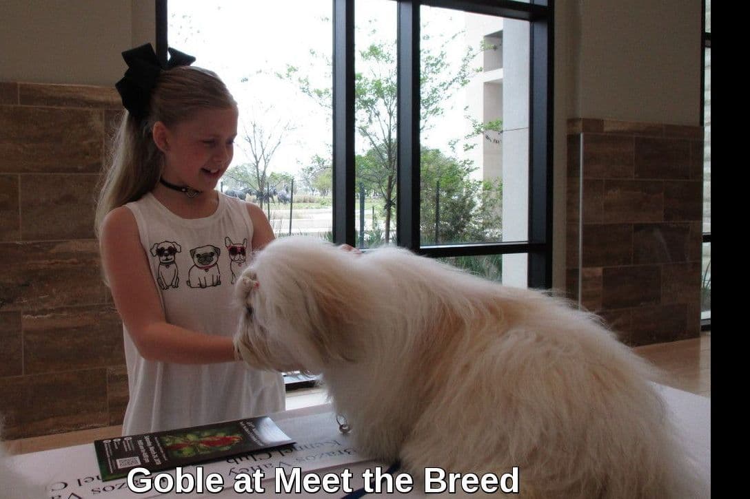 Coton de Tulear Puppies Grand Champion Parents breeder image 6