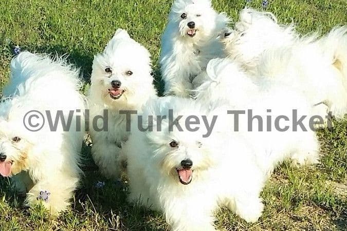 Coton de Tulear Puppies Grand Champion Parents breeder image 5