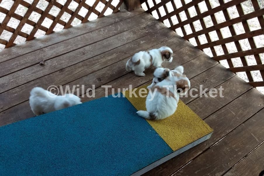 Coton de Tulear Puppies Grand Champion Parents breeder image 4