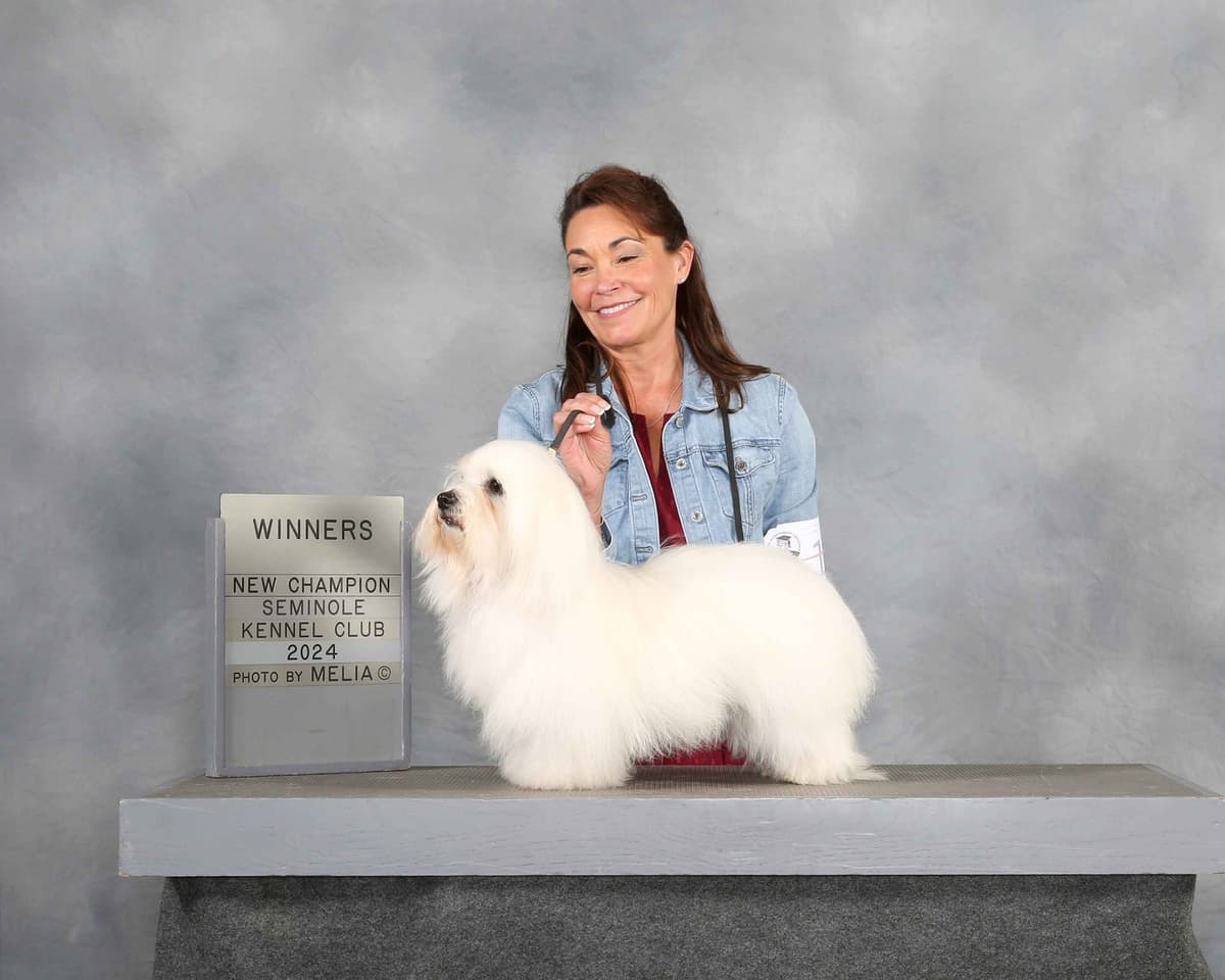 Coton de Tulear Puppies Grand Champion Parents breeder image 8