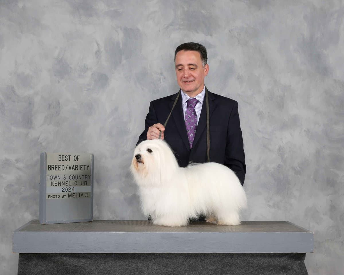 Coton de Tulear Puppies Grand Champion Parents breeder image 9
