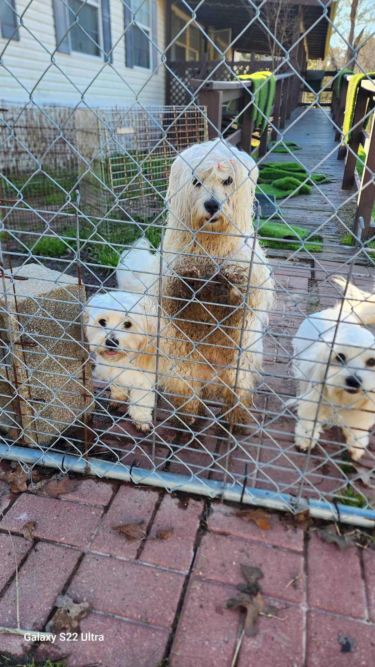 Coton de Tulear Puppies Grand Champion Parents breeder image 11
