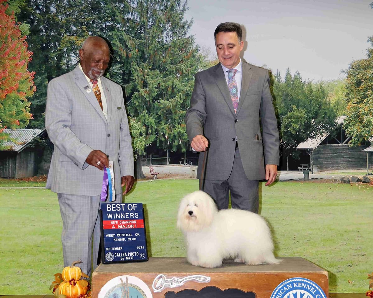 Coton de Tulear Puppies Grand Champion Parents breeder image 12