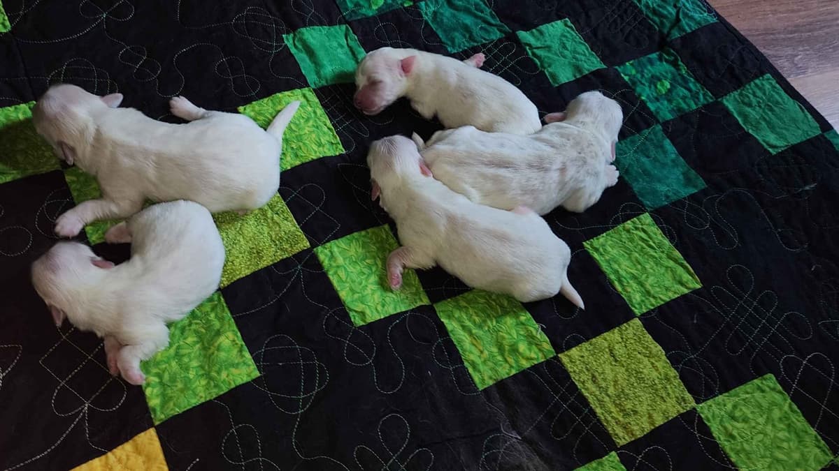 Coton de Tulear Puppies Grand Champion Parents breeder image 2