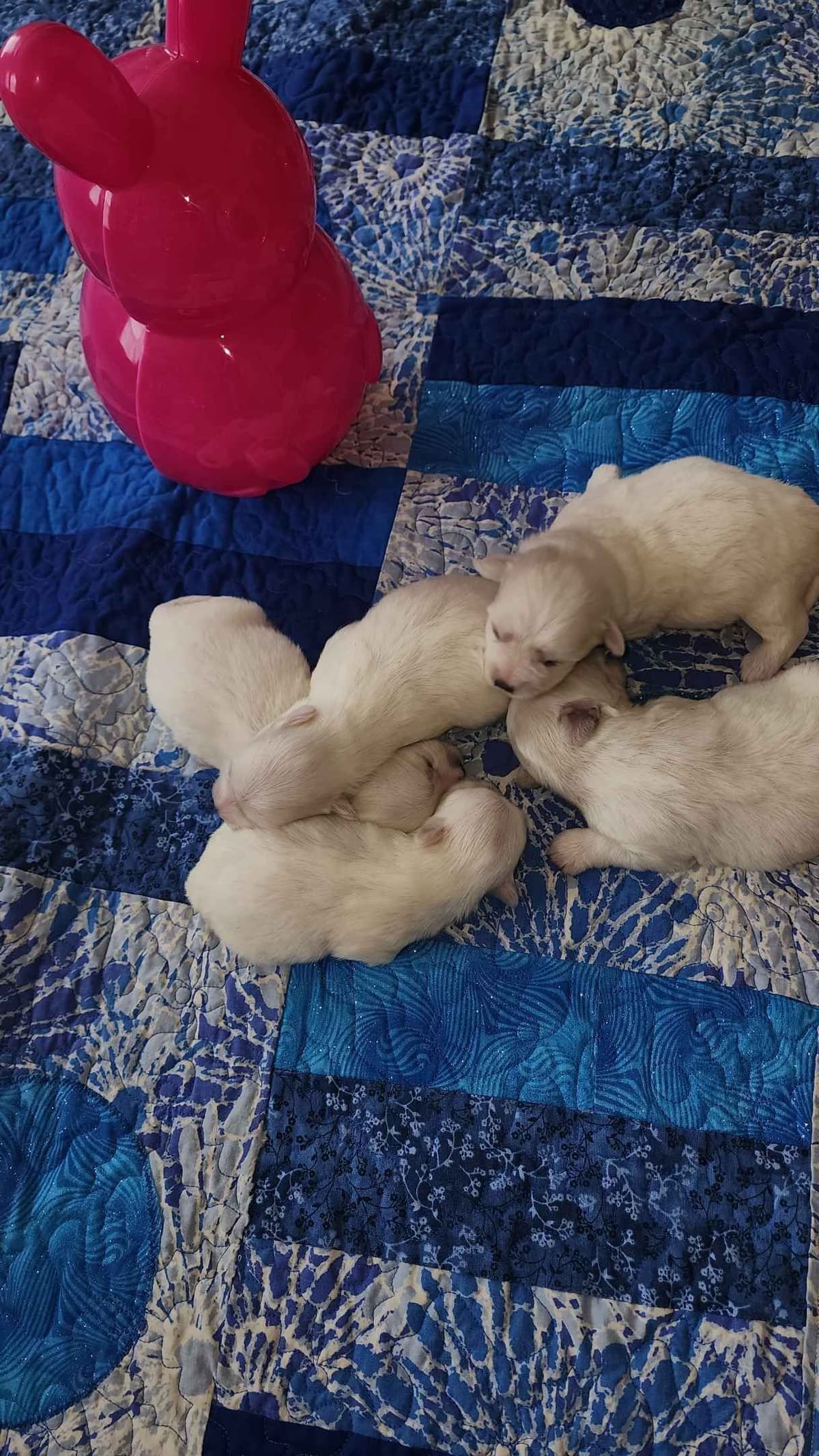 Coton de Tulear Puppies Grand Champion Parents breeder image 1