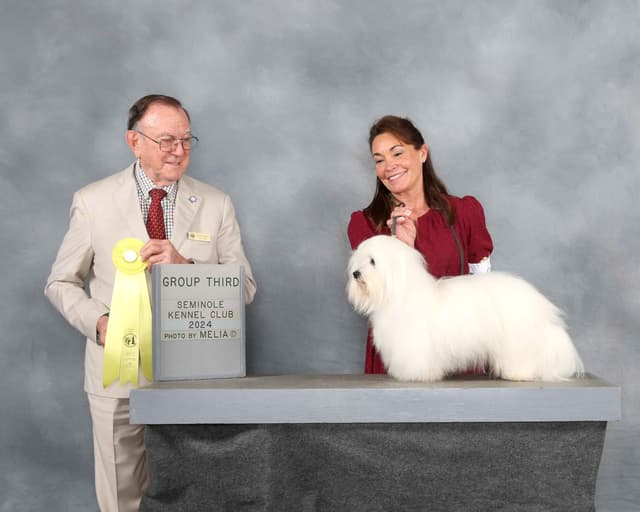Coton de Tulear Puppies Grand Champion Parents media 9