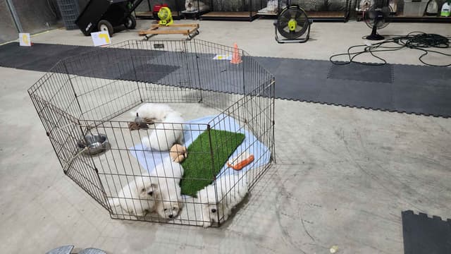 Coton de Tulear Puppies Grand Champion Parents media 4