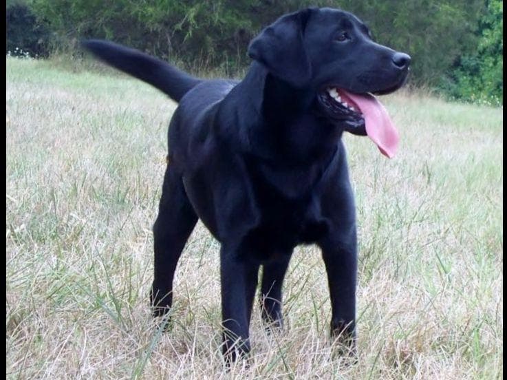 Labrador Retriever Puppies breeder image 3