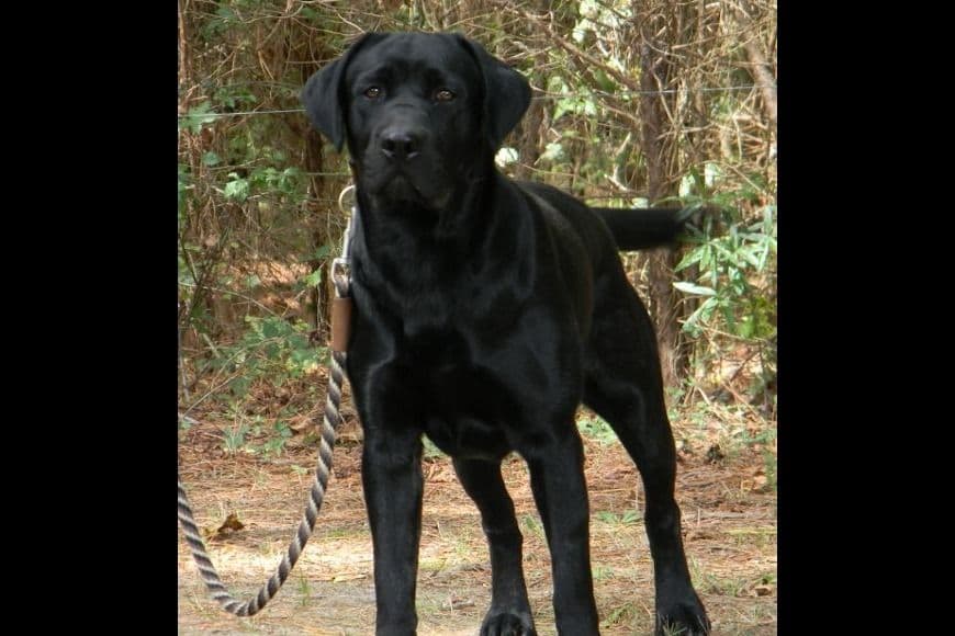 Labrador Retriever Puppies breeder image 2