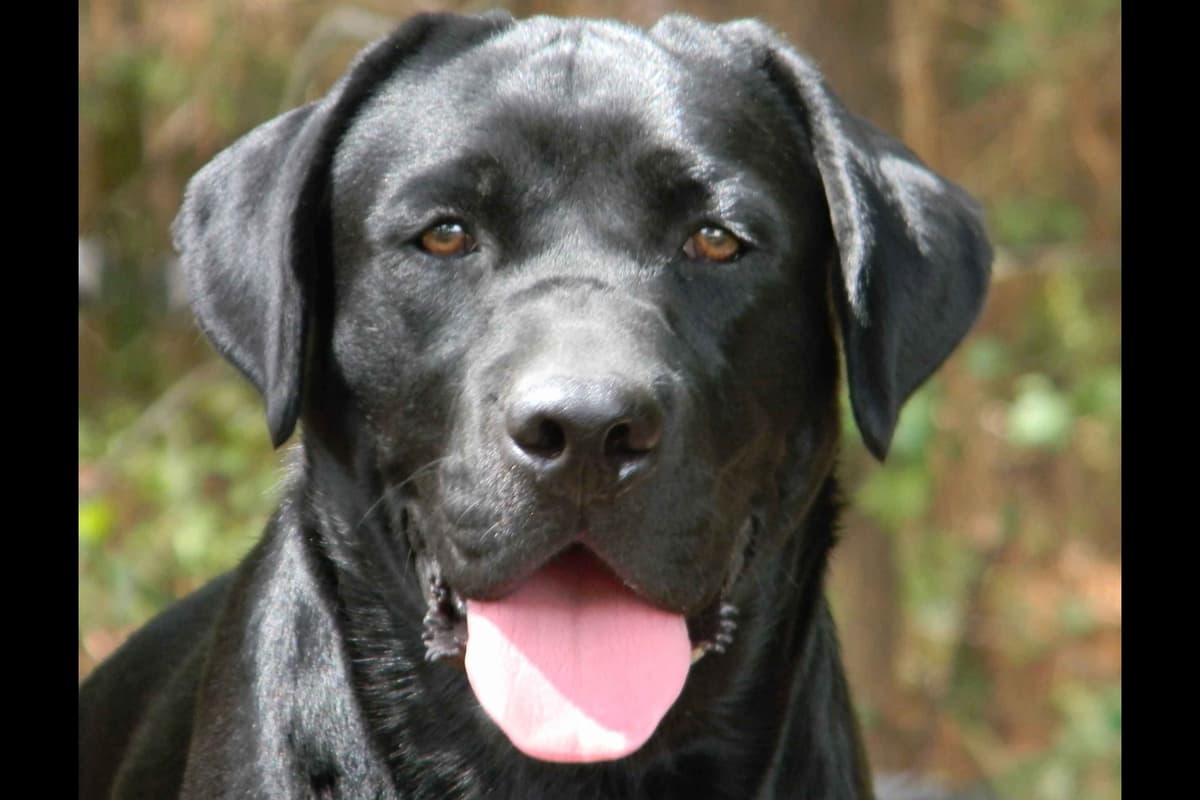 Labrador Retriever Puppies breeder image 1