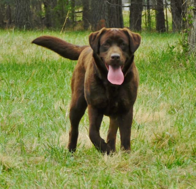 Labrador Retriever Puppies media 4