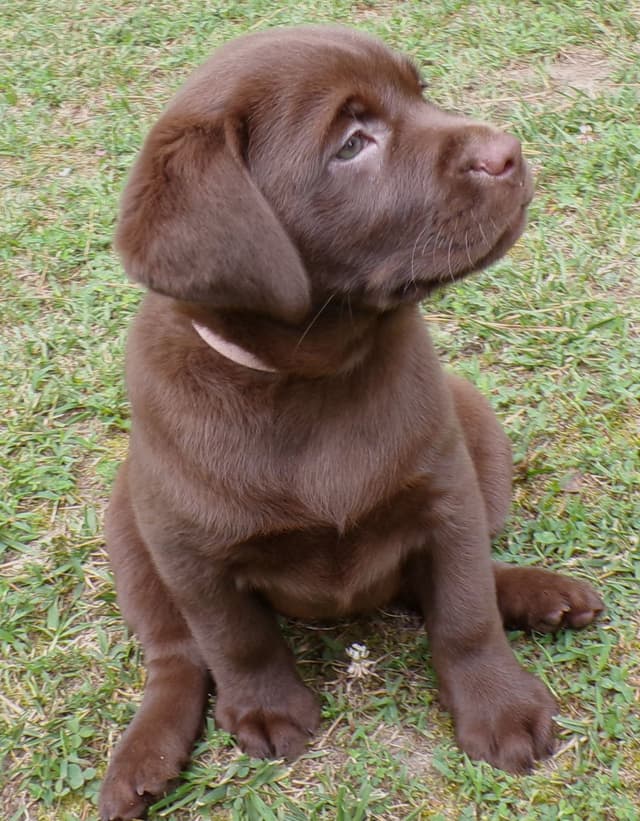 Labrador Retriever Puppies media 2