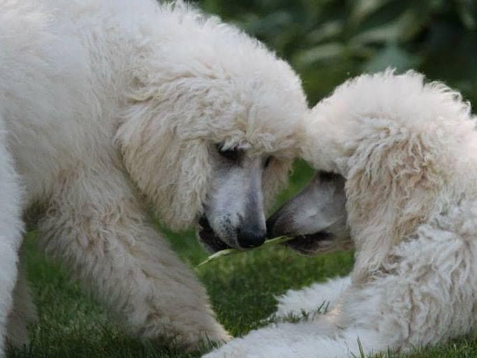 Poodle Puppies breeder image 1